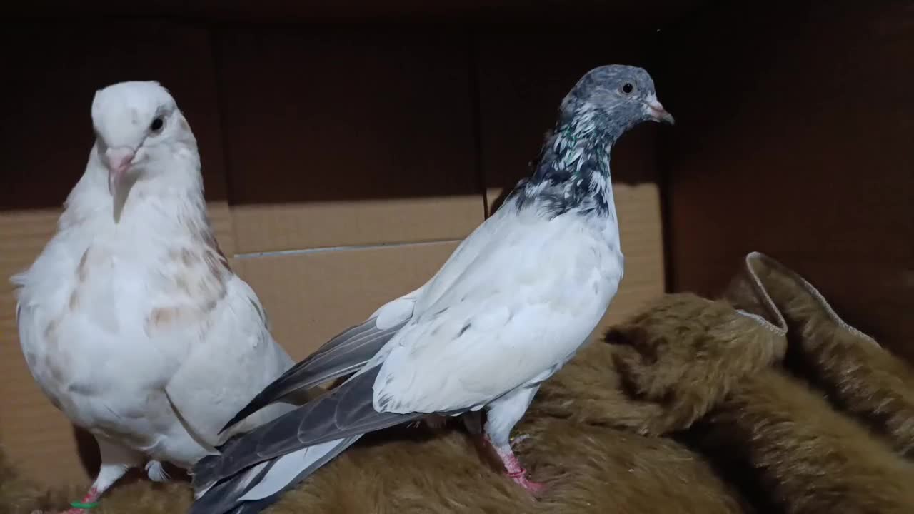 کبوتر پرشی|پرنده|رشت, کوی جام جم|دیوار