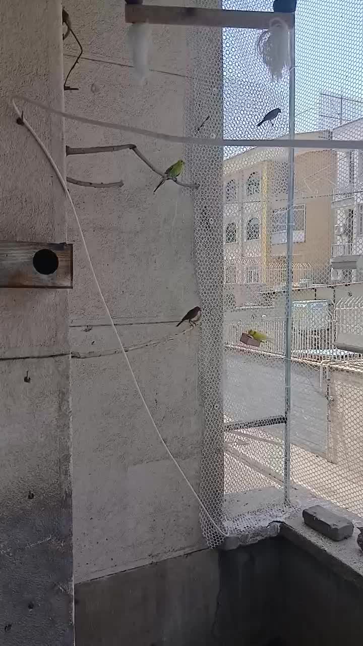 مرغ عشق و فنچ|پرنده|تهران, فلسطین (میدان انقلاب)|دیوار