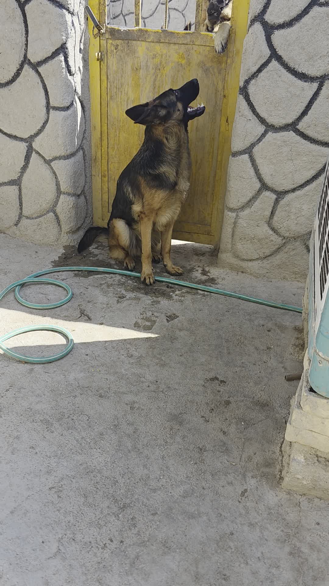 ژرمن شپرد|سگ|آباده, |دیوار