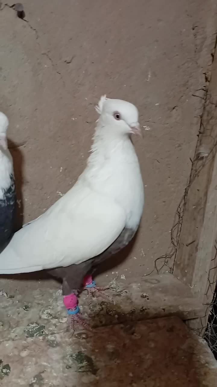 دوتا دمبی یه دورنگ|پرنده|تاکستان, |دیوار