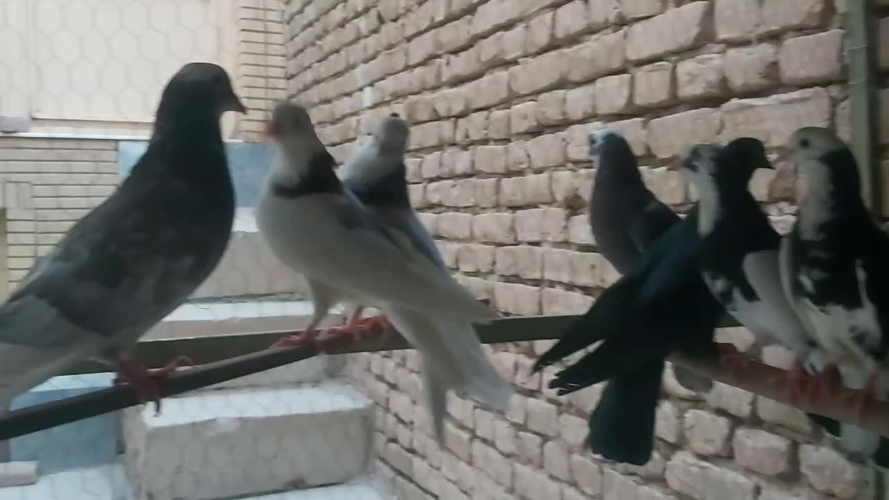 کفتر پرشی|پرنده|کاشان, شهید زجاجی|دیوار
