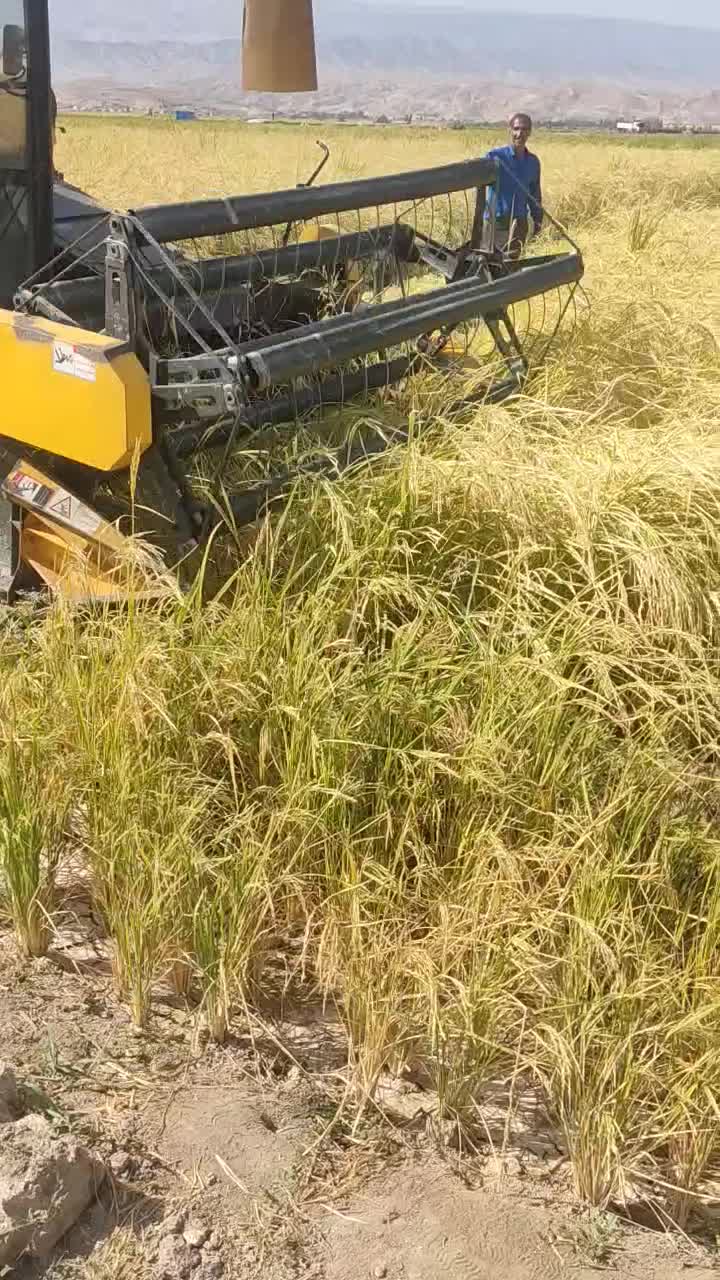 برنج محلی دره شهر|خوردنی و آشامیدنی|دهلران, |دیوار