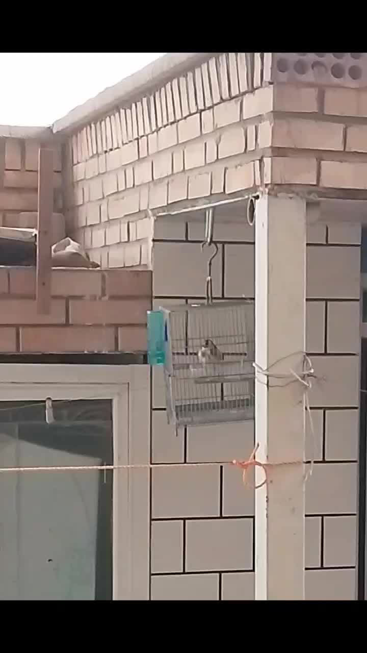 سهره مست|پرنده|دزفول, |دیوار