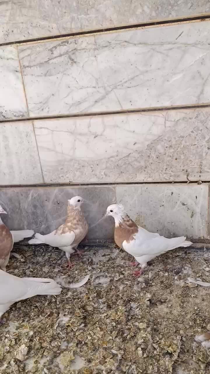 طوقی|پرنده|فردوس (خراسان), |دیوار