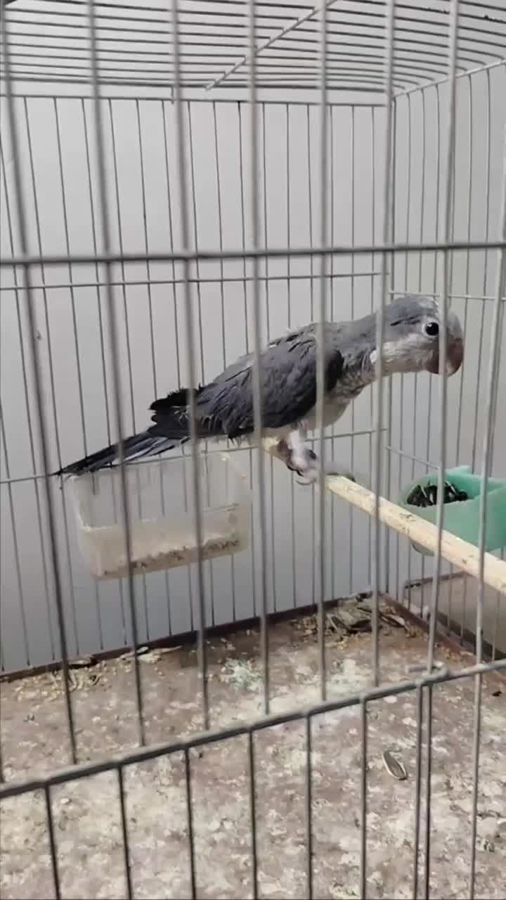 جفت گرینچیک رنگ خاص|پرنده|بناب, |دیوار