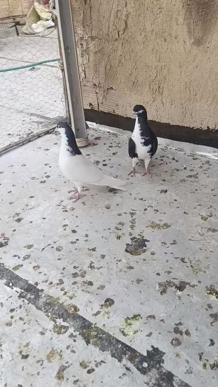 ی جفت کبوتر سیاپوش|پرنده|قزوین, |دیوار