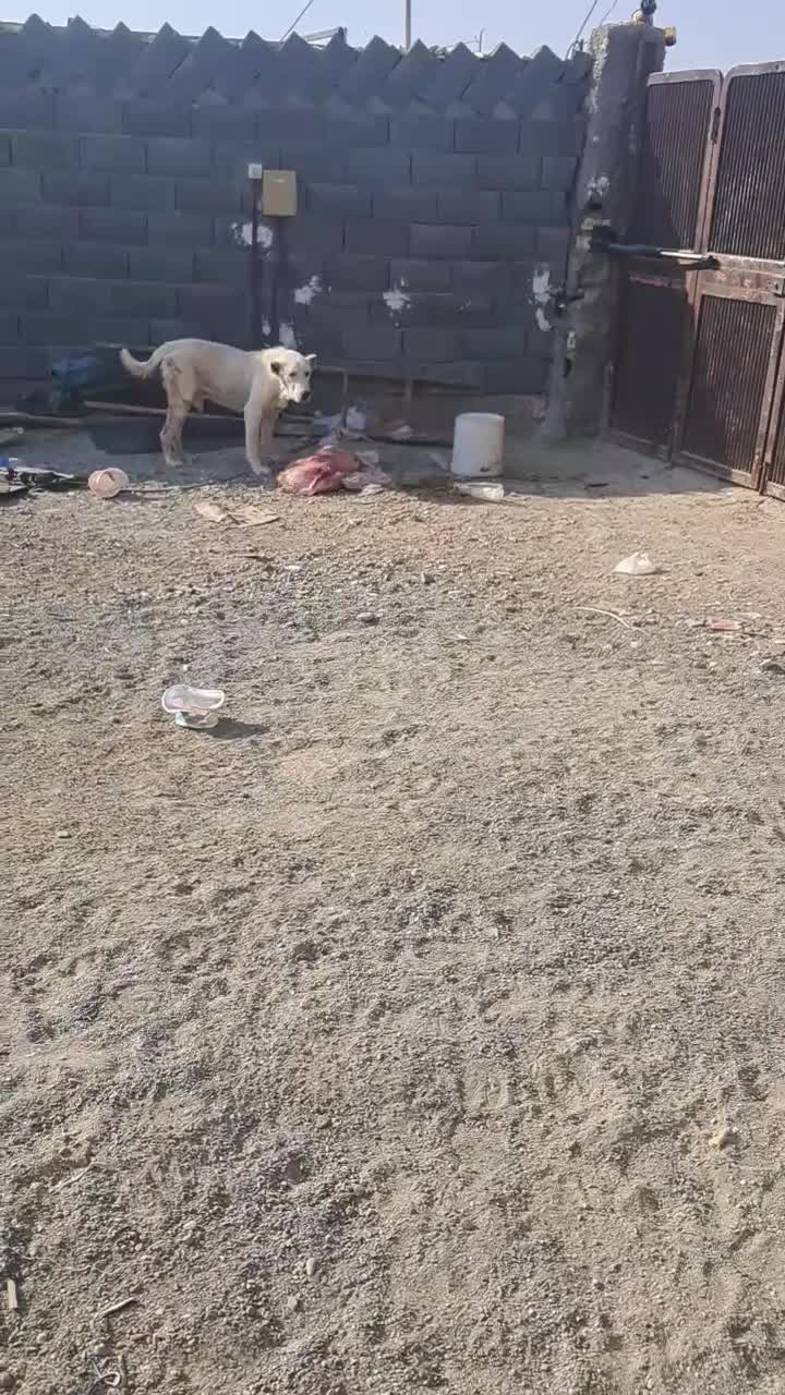 خراسانی|سگ|اصفهان, قهاب جنوبی|دیوار