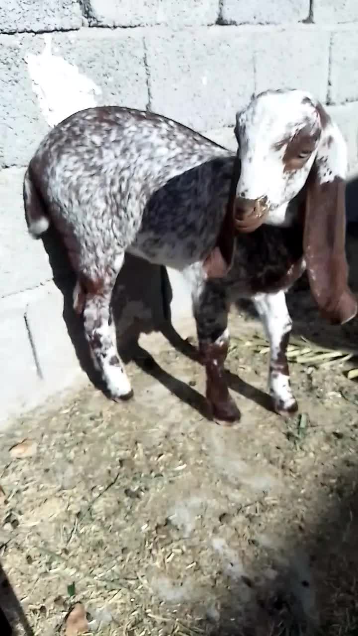 شنک ماک چینی فروشی|حیوانات مزرعه|سراوان, |دیوار