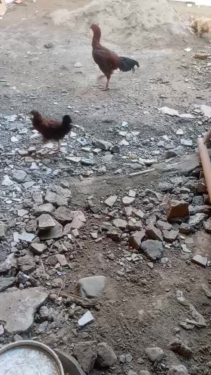 لاری|حیوانات مزرعه|گرگان, |دیوار