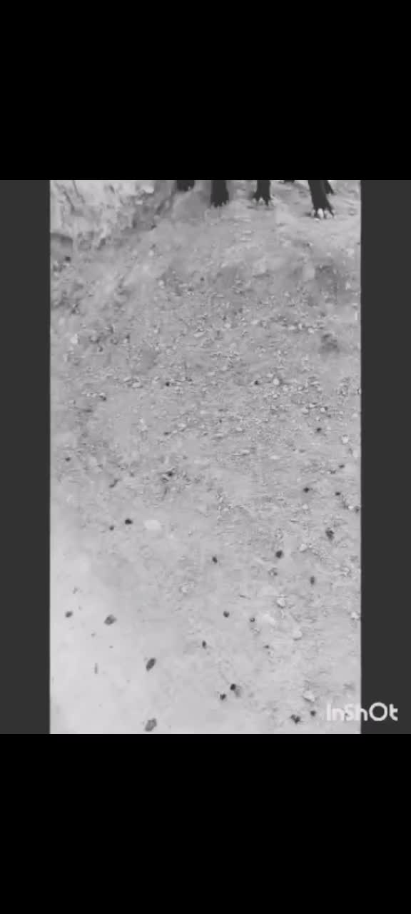 سگ قهدریجانی|سگ|مبارکه, |دیوار