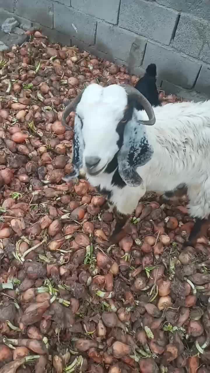 بزو بزغاله|حیوانات مزرعه|دورود, |دیوار