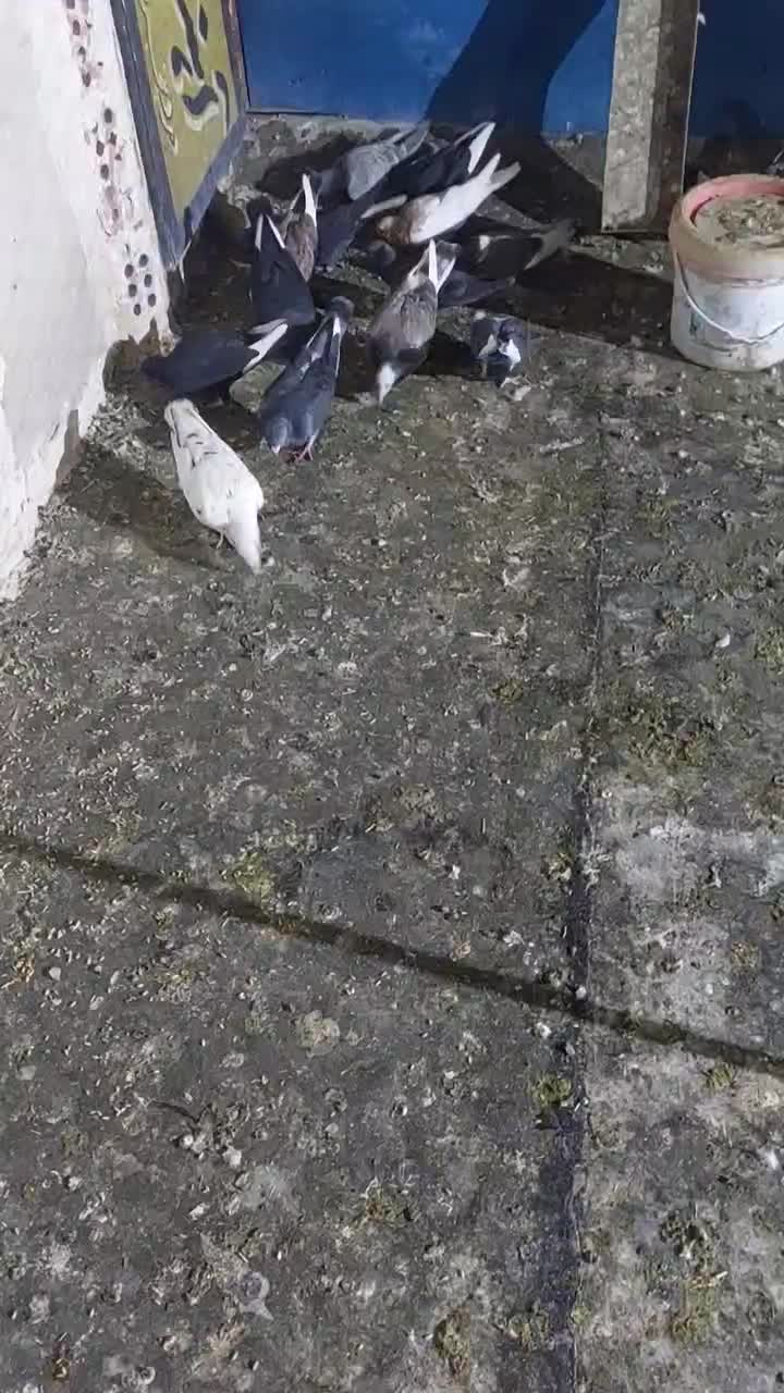 کفتر شهرستانی|پرنده|فشاپویه, |دیوار