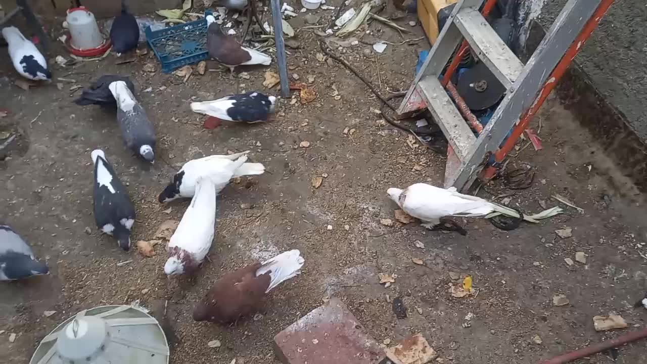 ۳۰تاکفتر یا کبوتر معاوضه با کله سینه|پرنده|چناران, |دیوار