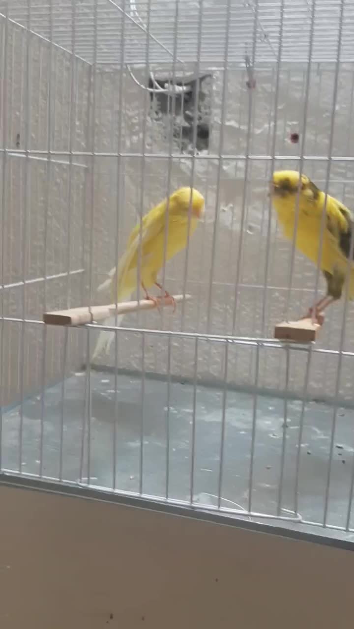 قناری کشیده بلند نروماده|پرنده|شاهینشهر, طالقانی|دیوار