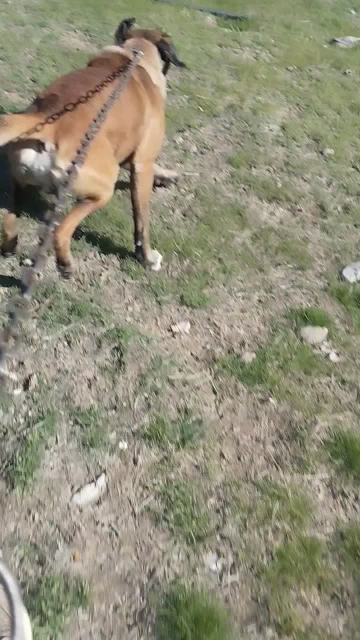 سگ گمشده در شاندیز|حیوانات|شاندیز, |دیوار