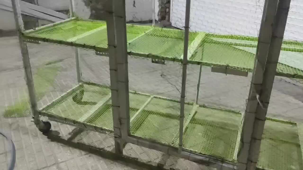 قفس دوطبقه چرخدار|پرنده|ایلام, |دیوار