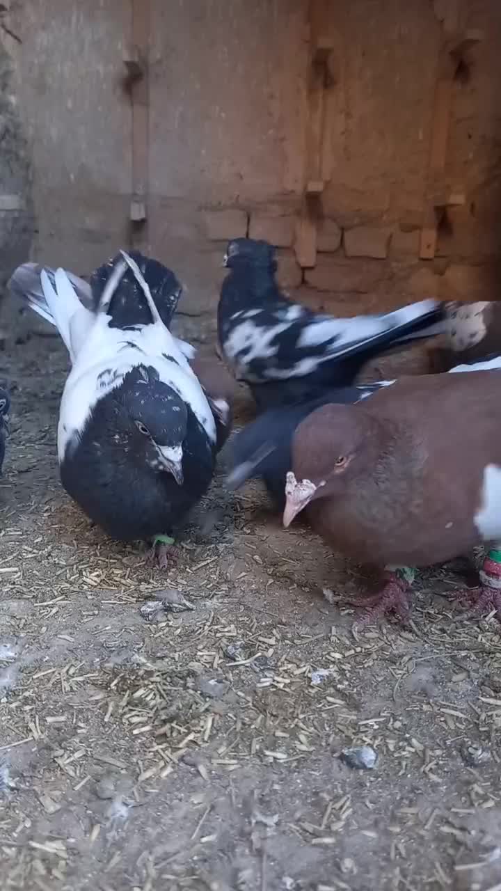 کبوتر|پرنده|آبکوه, |دیوار