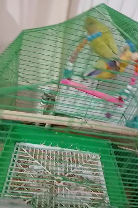 طوطی برزیلی|پرنده|مرند, |دیوار