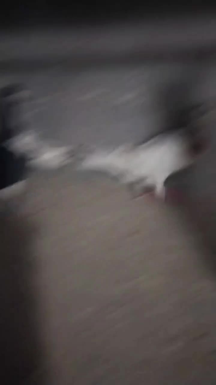 کبوتر هفت رنگ فروشی|پرنده|تاکستان, |دیوار