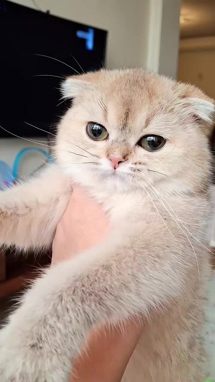 گربه بریتیش اصیل|گربه|تهران, دبستان|دیوار