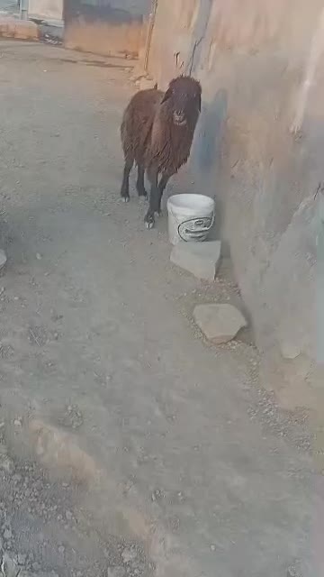 گوسفند|حیوانات مزرعه|باوی, |دیوار