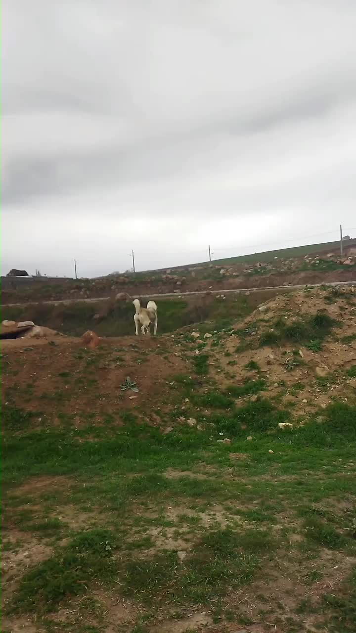 واگذاری سگ ماده|سگ|سرعین, |دیوار