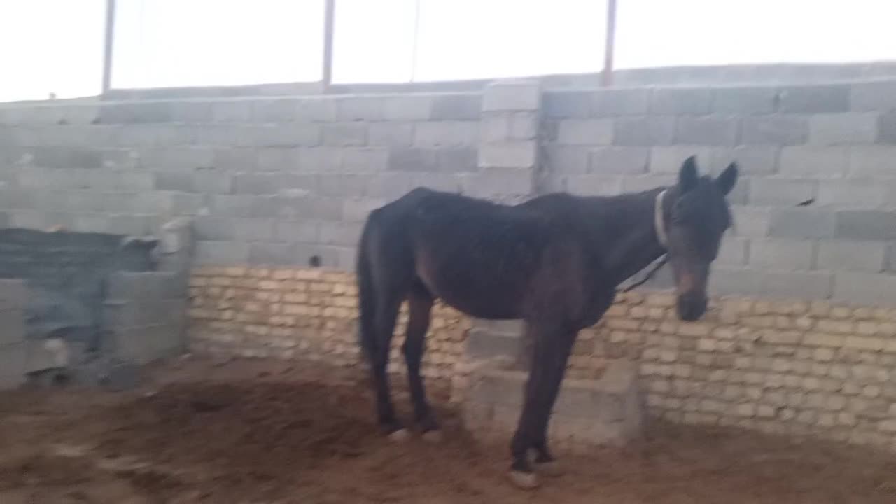 مادیان ۱۰سال یورقه|اسب و تجهیزات اسب‌سواری|قوچان, |دیوار