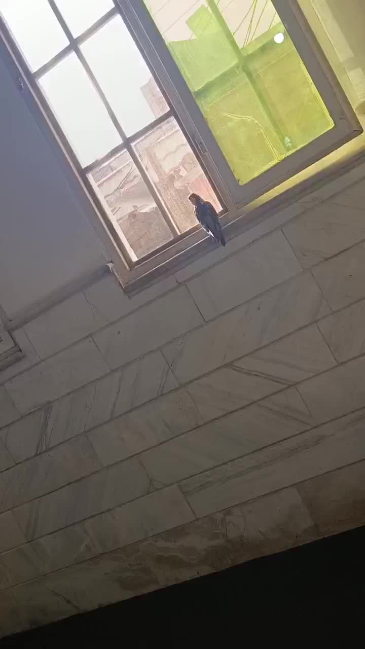 عروس هلندی سخنگو|پرنده|کوهدشت, |دیوار