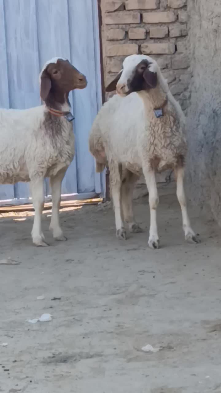 2راس بره ماده قوچ خورده کله بور|حیوانات مزرعه|کاشمر, |دیوار