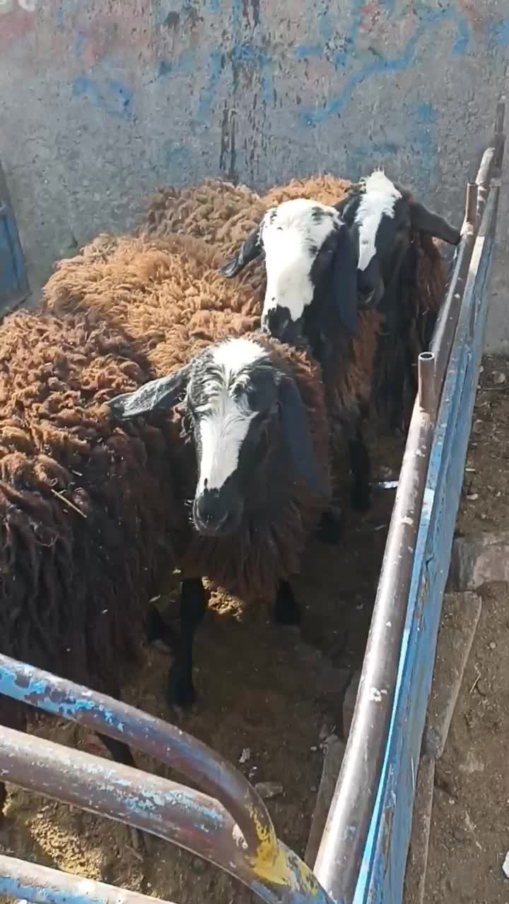 بره ماده اصل شالی درشت|حیوانات مزرعه|قیدار, |دیوار