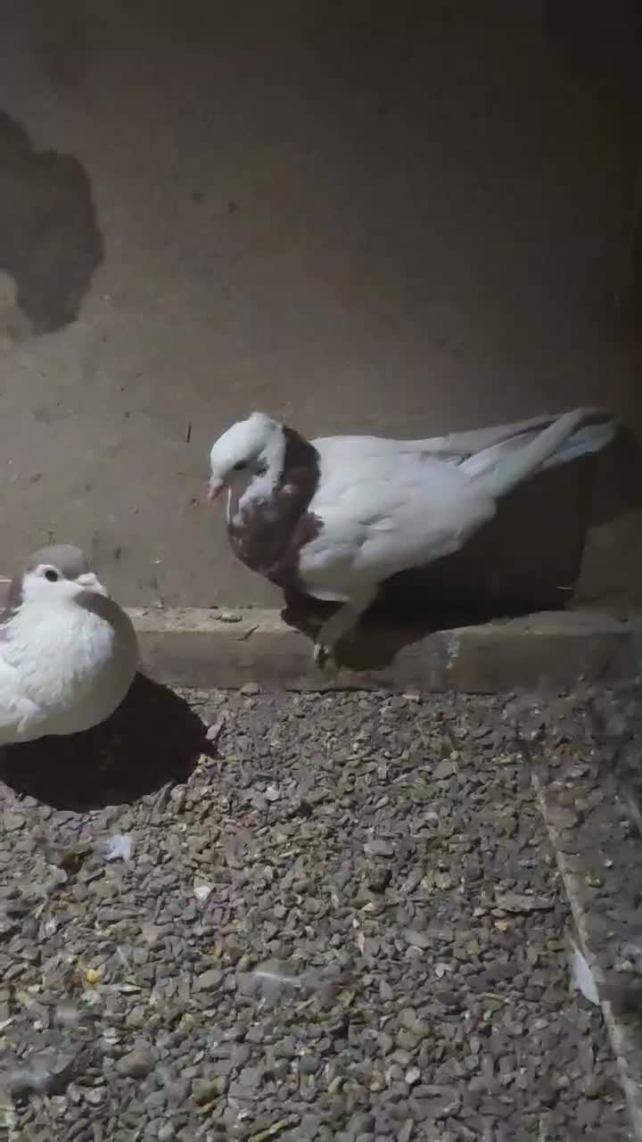 ۷ عدد کفتر|پرنده|قائن, |دیوار