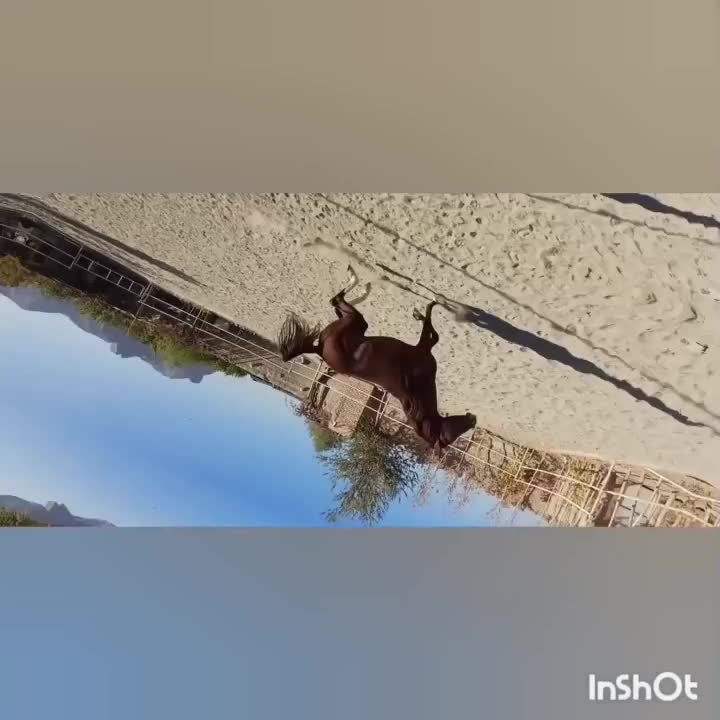 اسب سواری کامل|اسب و تجهیزات اسب‌سواری|اصفهان, بوستان ناژوان|دیوار