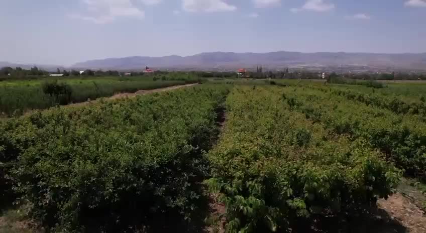 فروش نهال اصلاح شده|گل و گیاه طبیعی|تهران, هفت چنار|دیوار