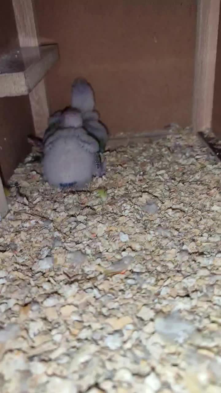 جوجه گرینچیک اناناسی رد|پرنده|مشهد, ادیب نیشابوری (شهرک غرب)|دیوار