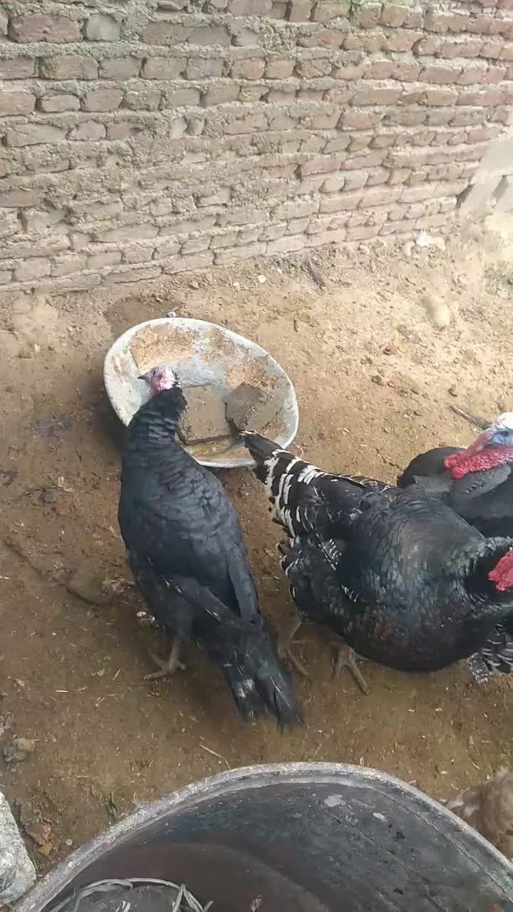 بوقلمون|حیوانات مزرعه|شاهین دژ, |دیوار