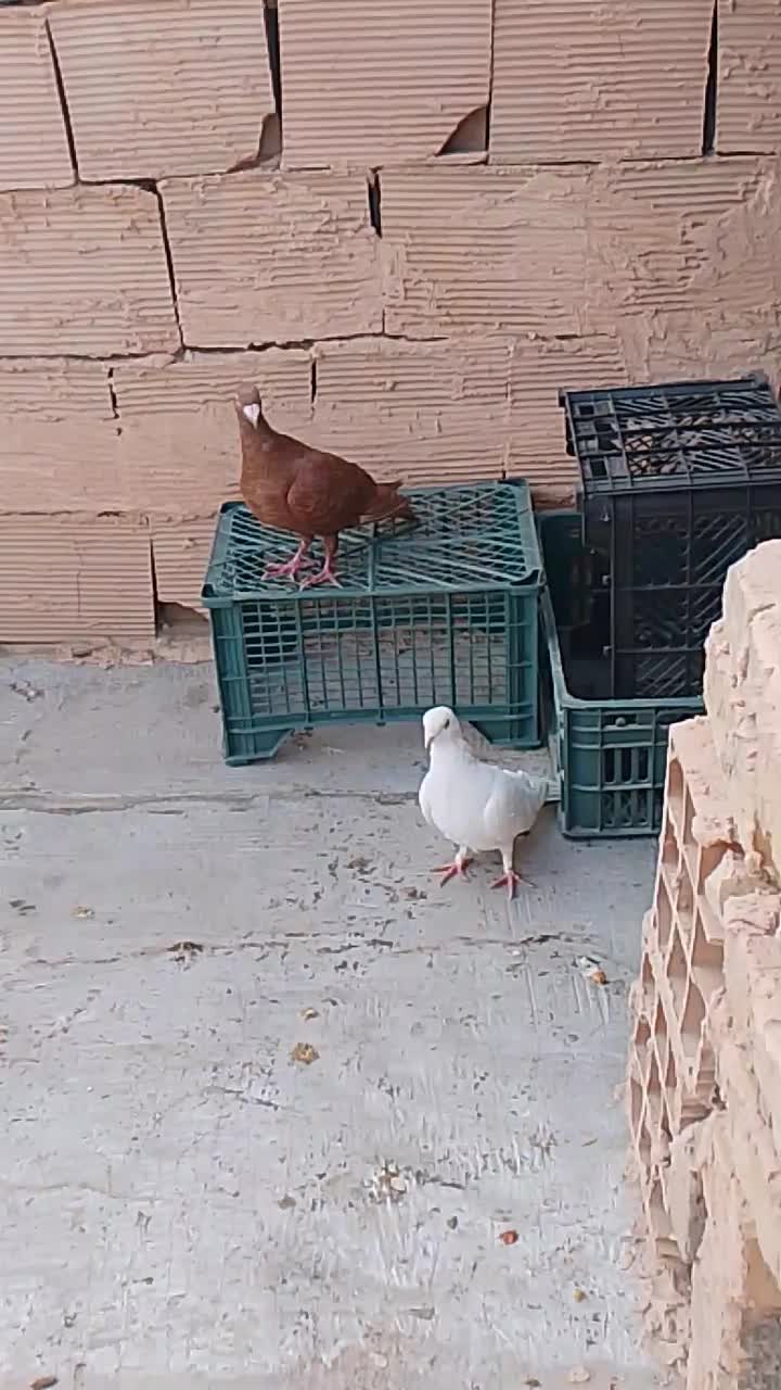 کبوتر|پرنده|جوین, |دیوار