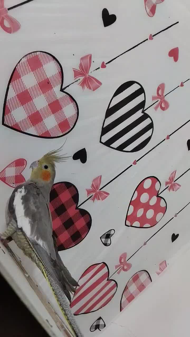 ماده عروس هلندی مست و آماده|پرنده|شوشتر, |دیوار