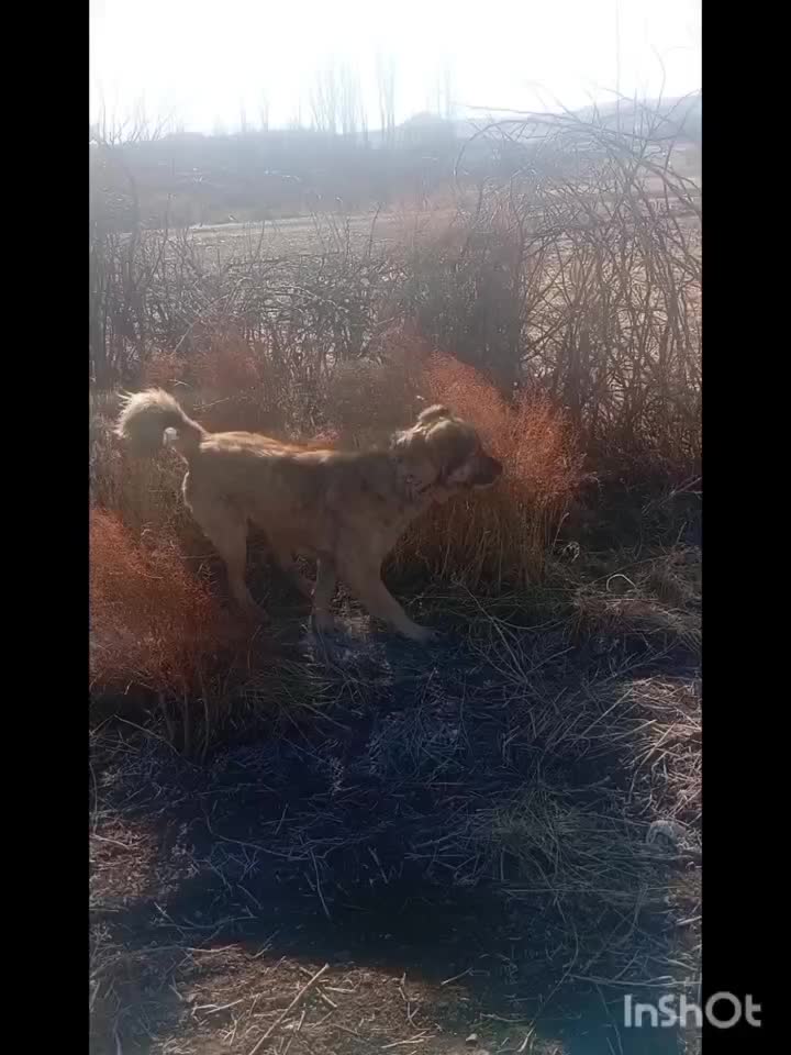 سگ سراب قدیم|سگ|قیدار, |دیوار