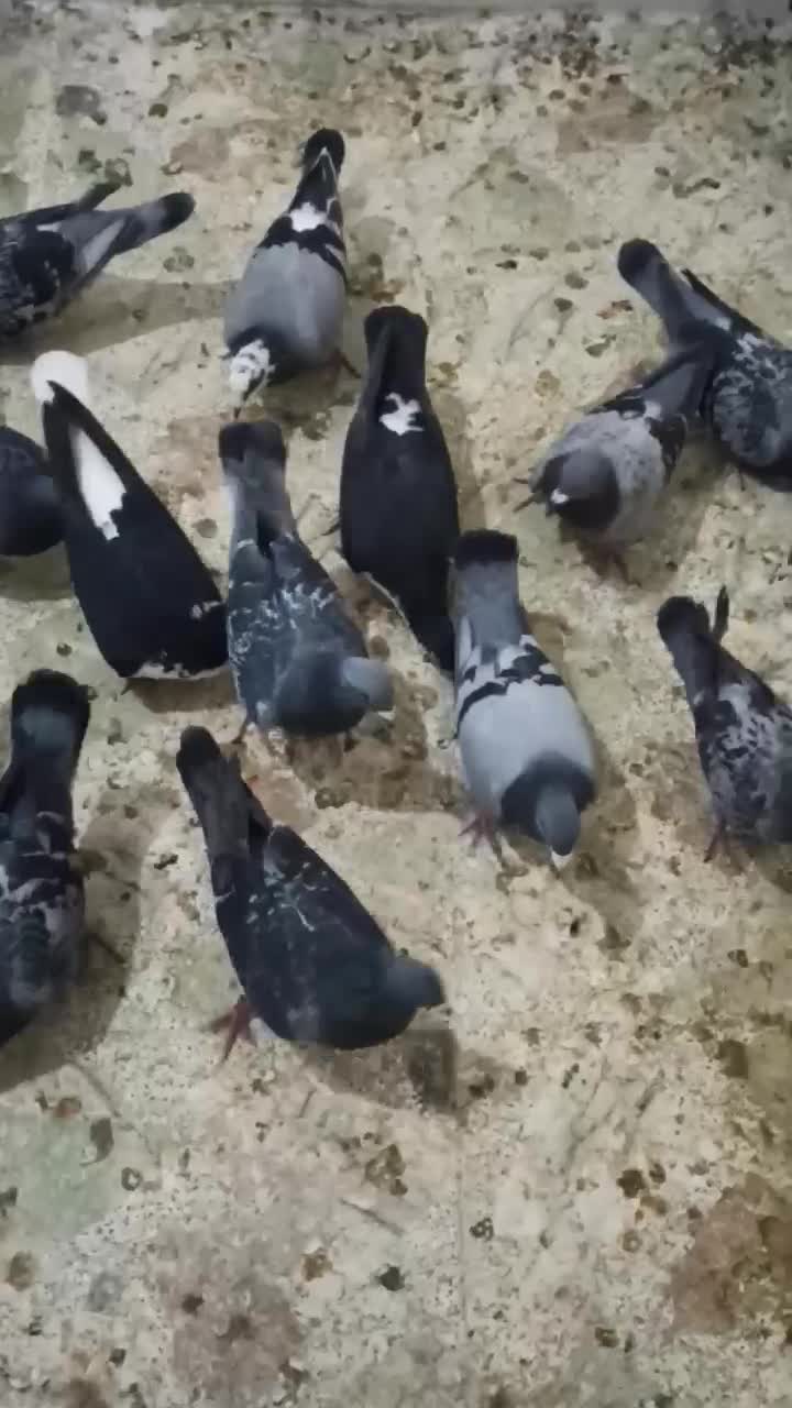 زهگ|پرنده|زهک, |دیوار