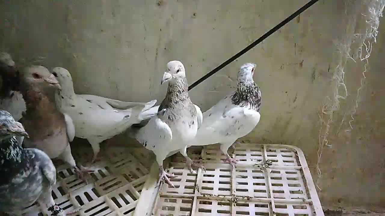 سار آلمانی|پرنده|قلندر آباد, |دیوار