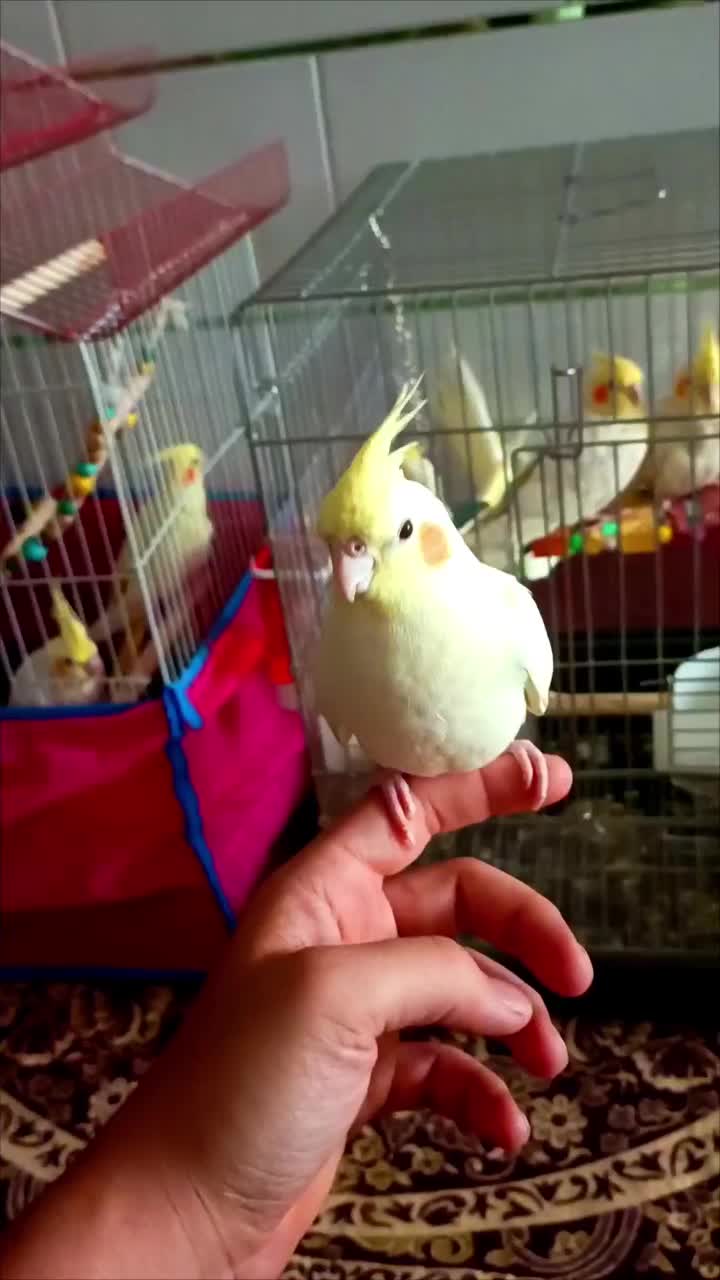 عروس هلندی به اسم مخمل کاملا دستی|پرنده|ابهر, |دیوار