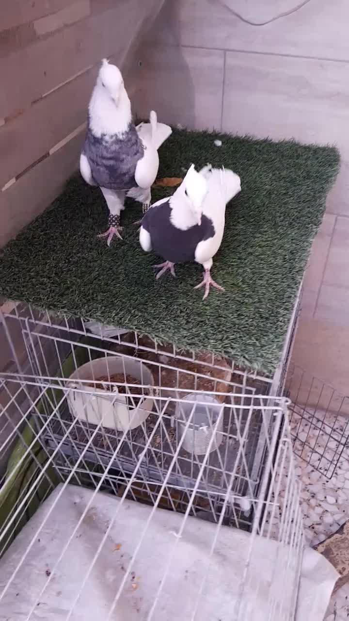 کبوتر طوقی|پرنده|خمینی‌شهر, |دیوار