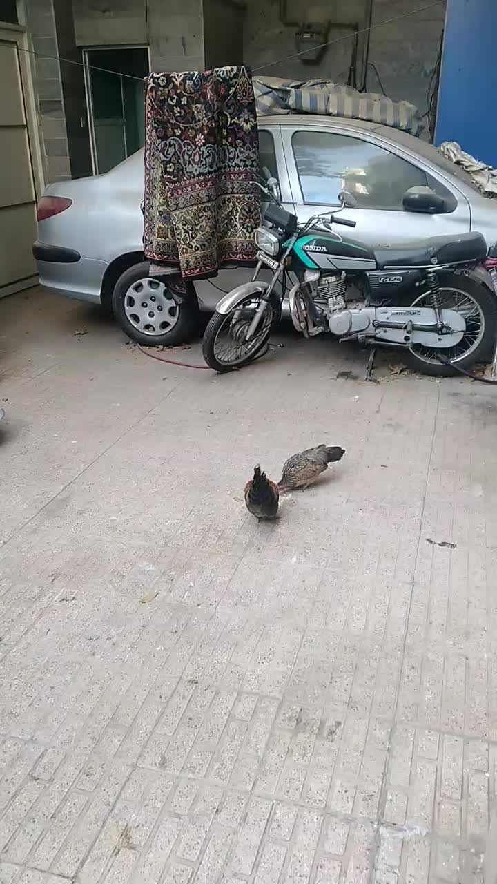 مرغ و خروس مینیاتور ی|حیوانات مزرعه|تهران, جوادیه|دیوار