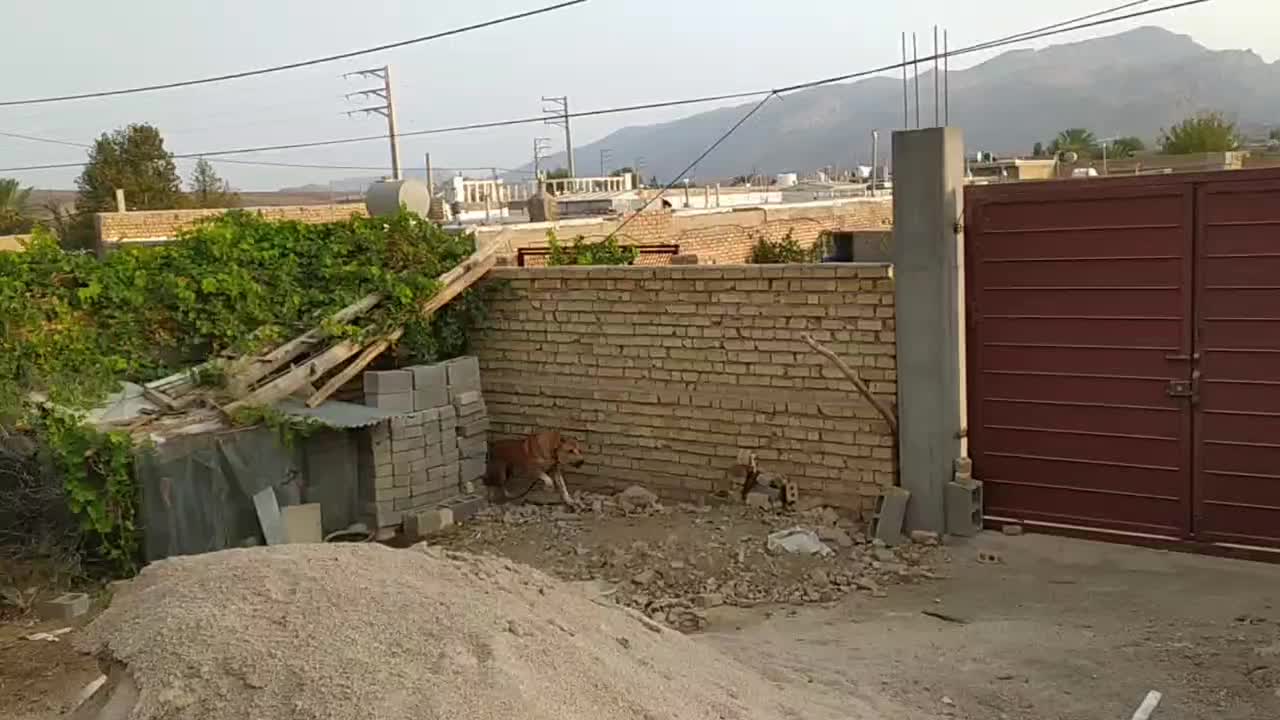 سگ گله|سگ|داراب, |دیوار