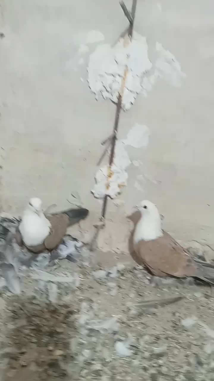 کلاغ کربلایی زرد|پرنده|رادکان, |دیوار