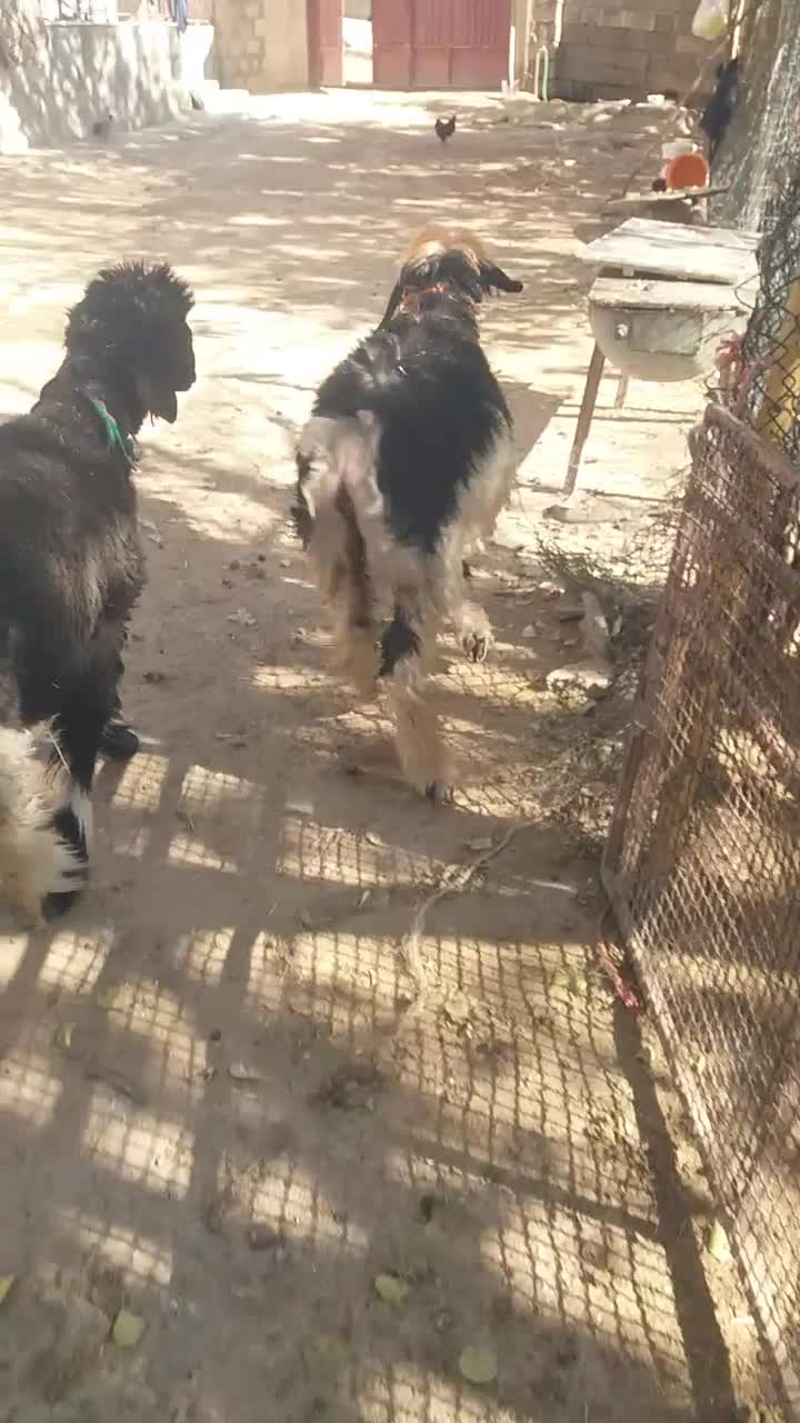 میش قوچ. بره ترکی|حیوانات مزرعه|کوهرنگ, |دیوار