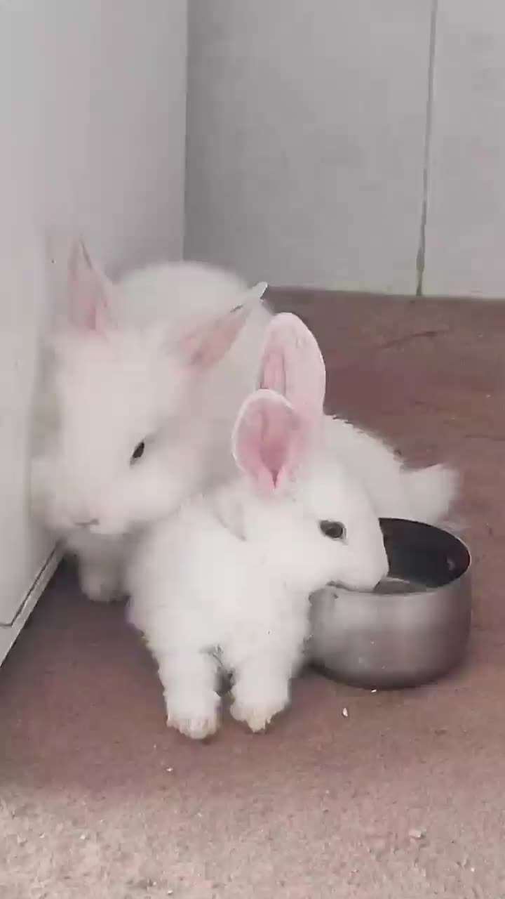 از صد تا پونصد انواع خرگوش نر و ماده|موش و خرگوش|قم, جهان بینی|دیوار