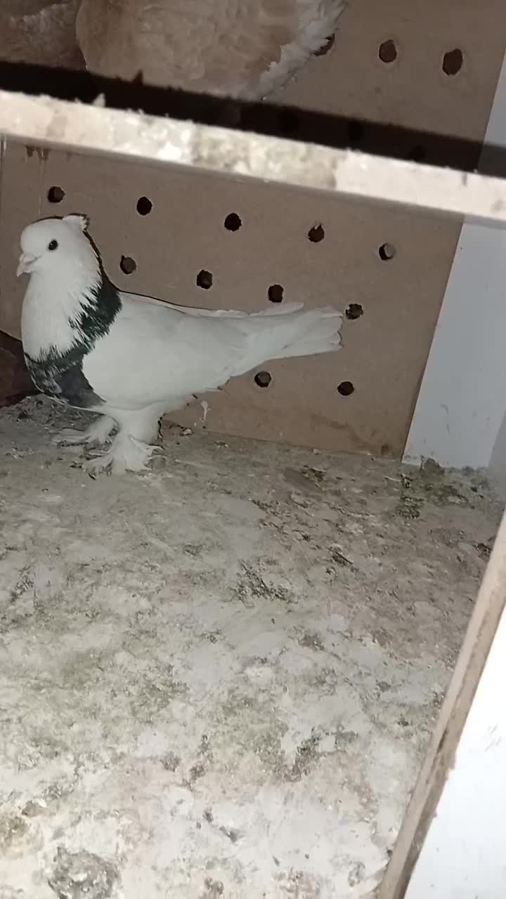 جا ندارم|پرنده|مشهد, نیزه|دیوار