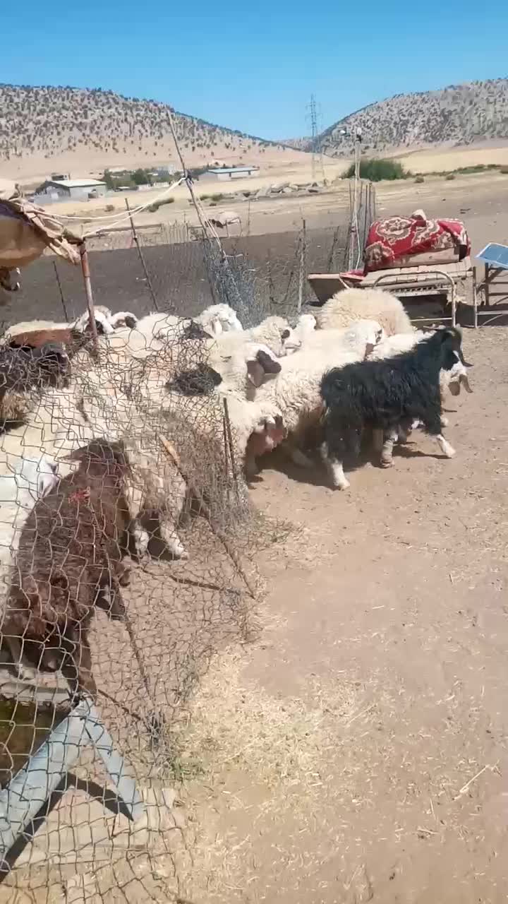 بره امسال سالم و درجه یک|حیوانات مزرعه|گوآور, |دیوار