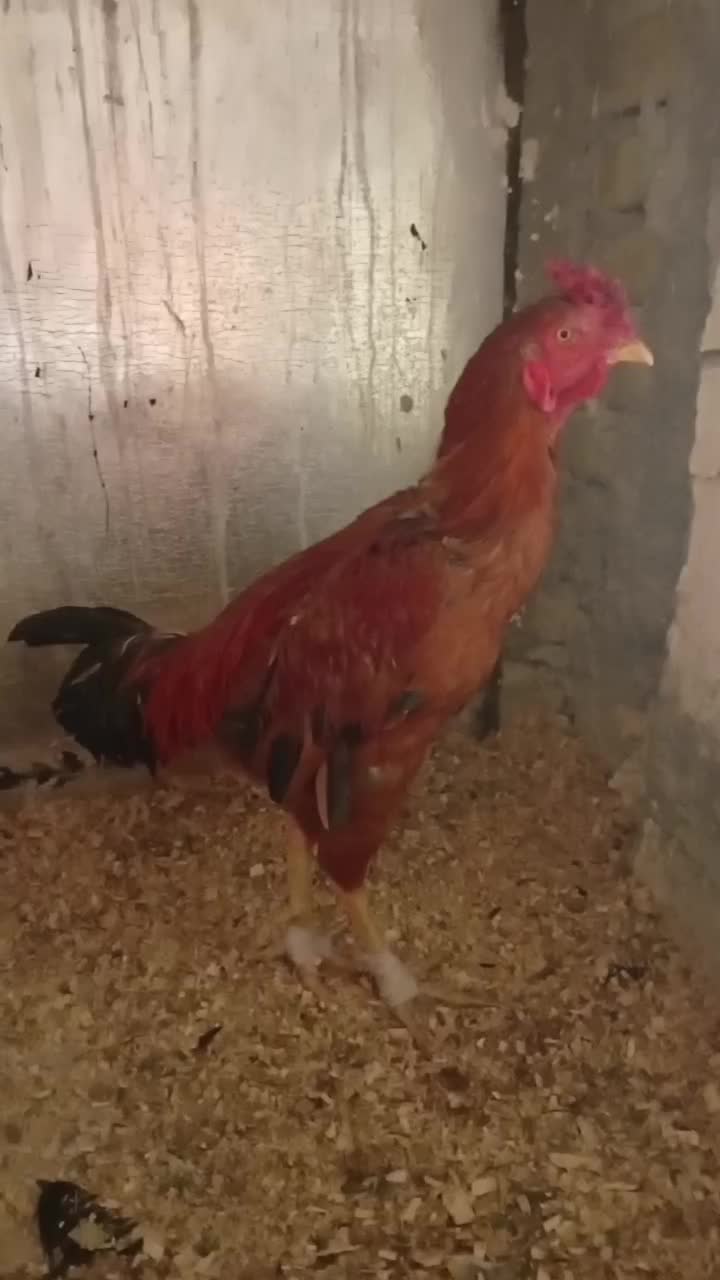 خروس لاری در سرپل ذهاب|حیوانات مزرعه|سرپل ذهاب, |دیوار